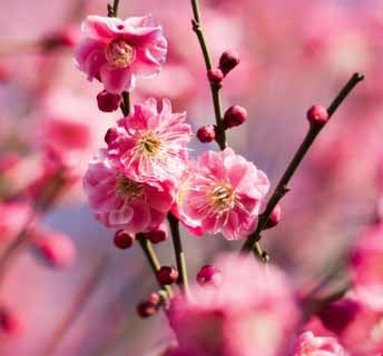 ume3.jpg